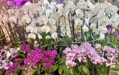 Orchids orquídeas Tiệm Hoa Lan