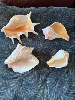 Queen Conch Shells All 4 for 50 $