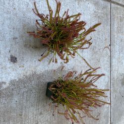 Drosera Capensis( Sundew) Community Pots.