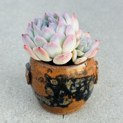 Succulents plants 🪴 