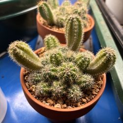 Echinocereus Scheeri Cactus
