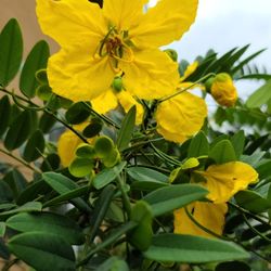 Beautiful Flower Does Not Need Much Water Cassia leptophylla