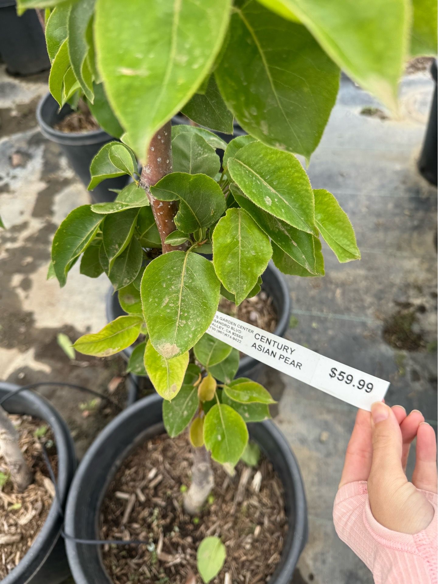 π GROW YOUR OWN FRUITS β ONLY $59.99! π