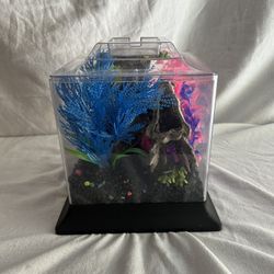 Betta Fish Tank