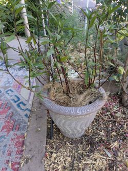 Potted Plant