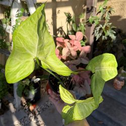 Syngonium Mature Plant 4” pot