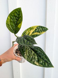 Monstera Karstenianum Peru Aurea Variety Plant 4" Pot - Indoor House Plants