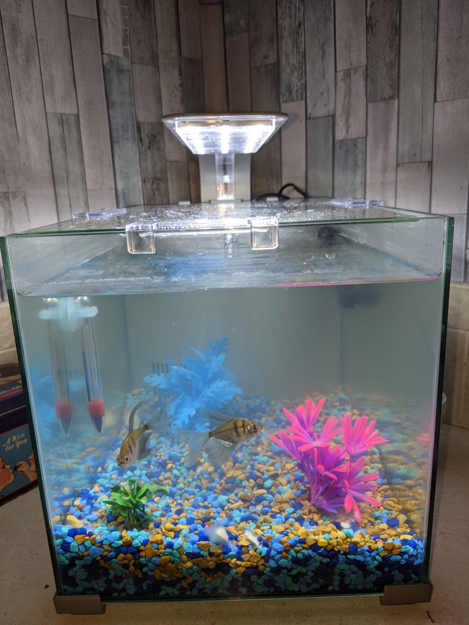 5 gallon fish tank with fish and extras $20