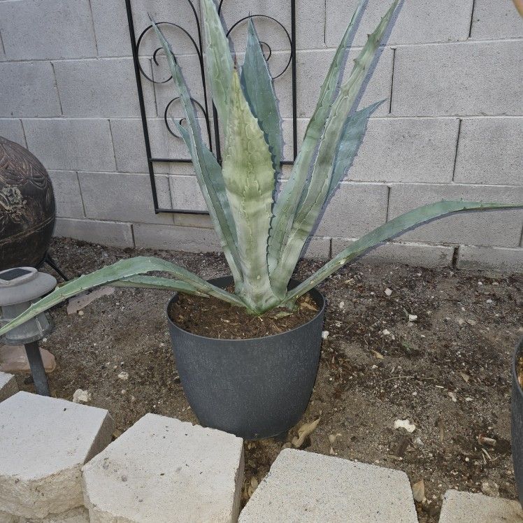 Agavey Plant 26 Inches Tall