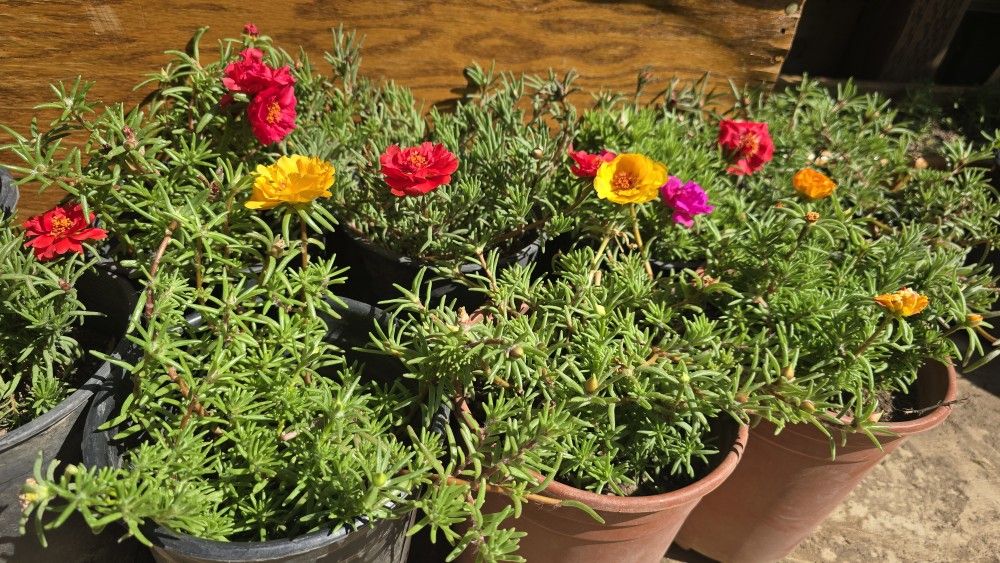 Plants For Sale