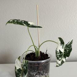 Alocasia Frydek Variegated