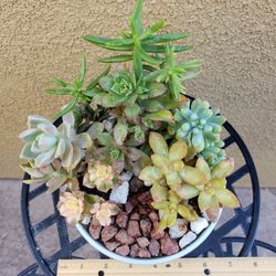 Succulent Arrangement