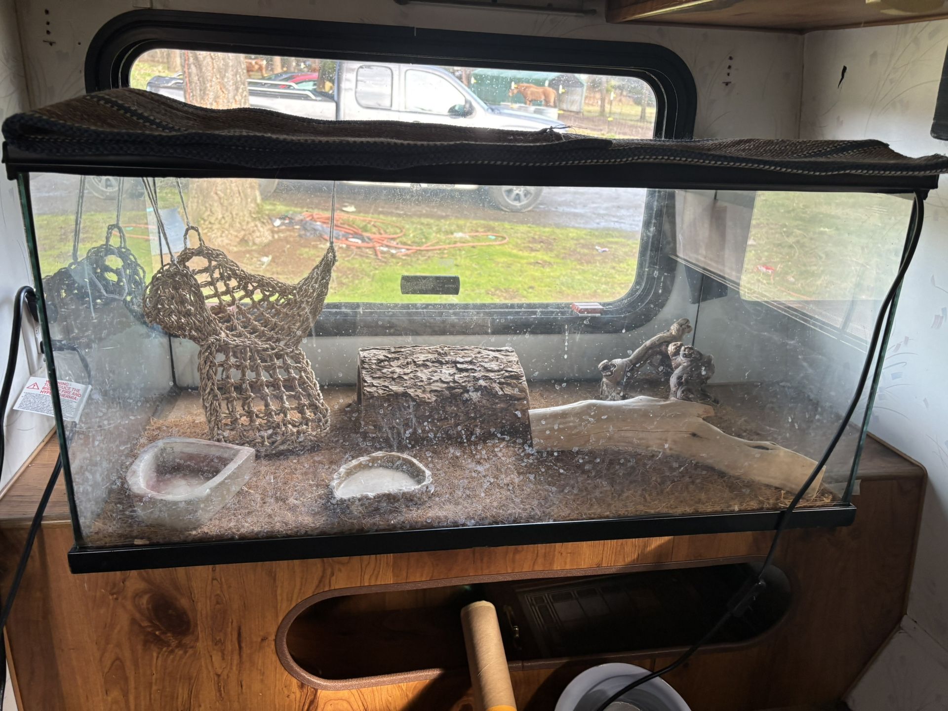 Bearded Dragon Setup
