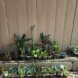 Assorted Succulents 