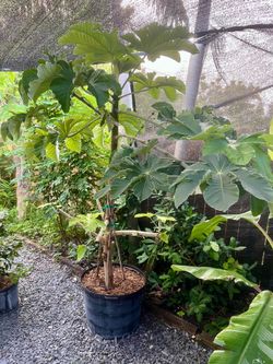Cecropia tree “gummy worm fruit”