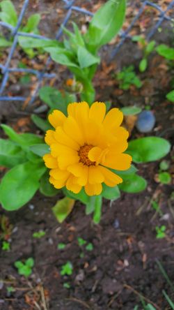 Calendula plans