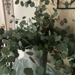 Fresh Eucalyptus For Wedding Or Party Decor