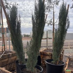 $250 Italian Cypress 25gal 