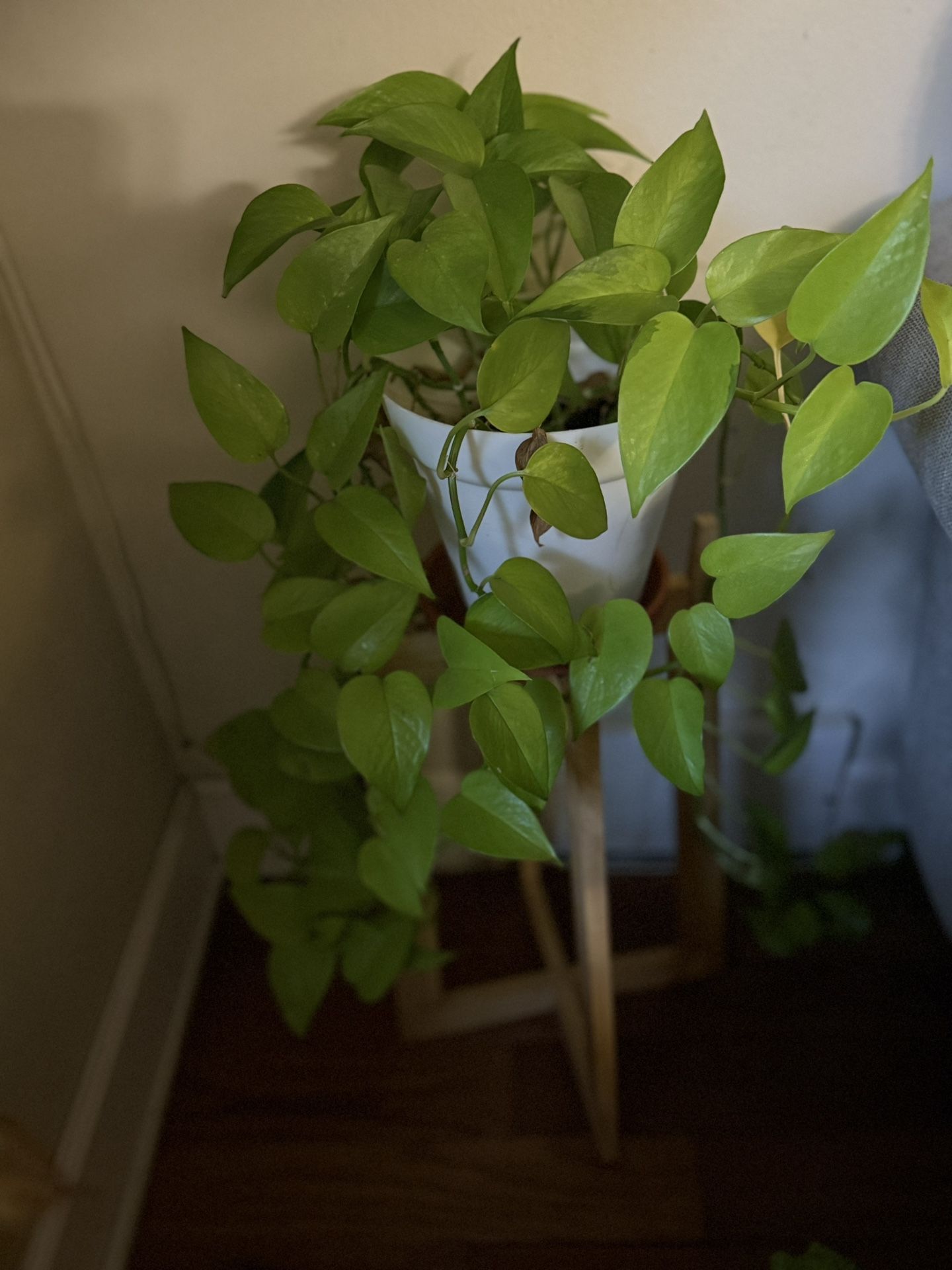 Neon Pothos Big With Pot