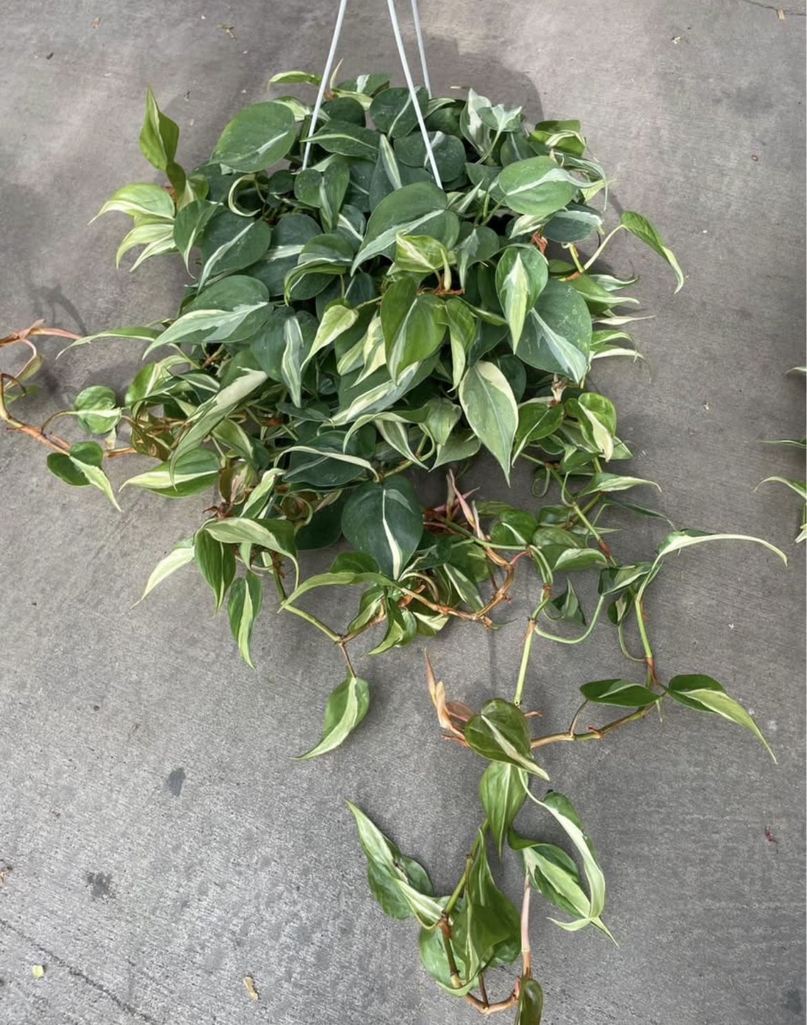 Rare/specialty plant*** 8” pot huge/full/lush/trailing philodendron Rio, 95820