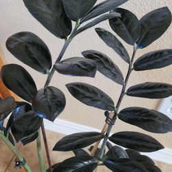 Raven ZZ plant