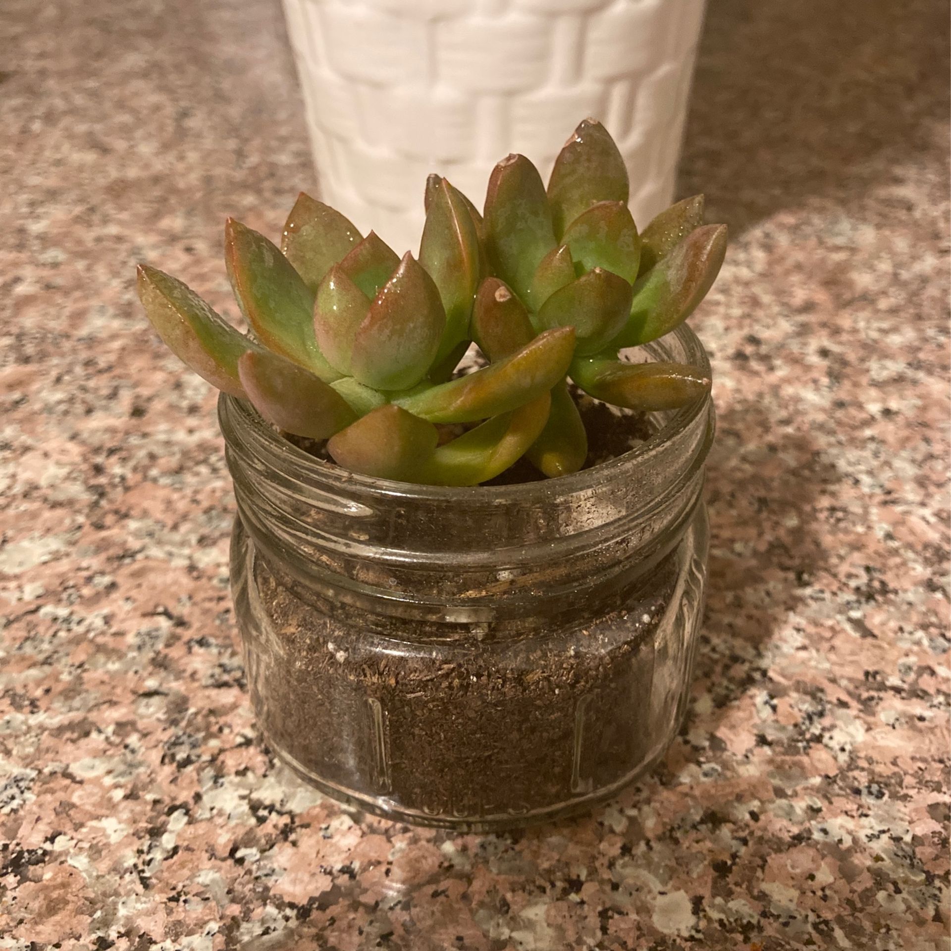 Succulent In Mason Jar