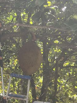 Jackfruits $1 A Lb 
