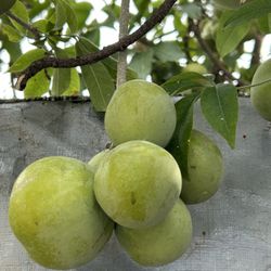 Sapotes Blancas -  White Sapotes