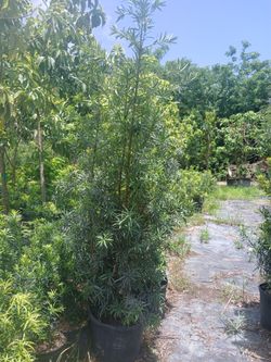 Podocarpus Overgrown 7gl 6'ft🌱