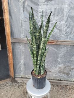 Snake Plant 3.5 ft tall 10" Nursery Pot