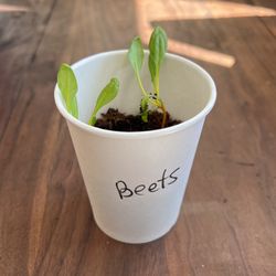 Organic Beets, Ready To Be Planted