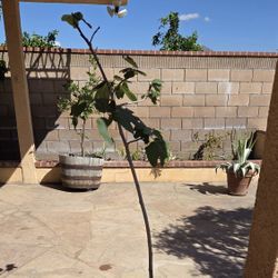 Mission Fig Tree Fruitbearing