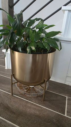 Gold/Brass planter