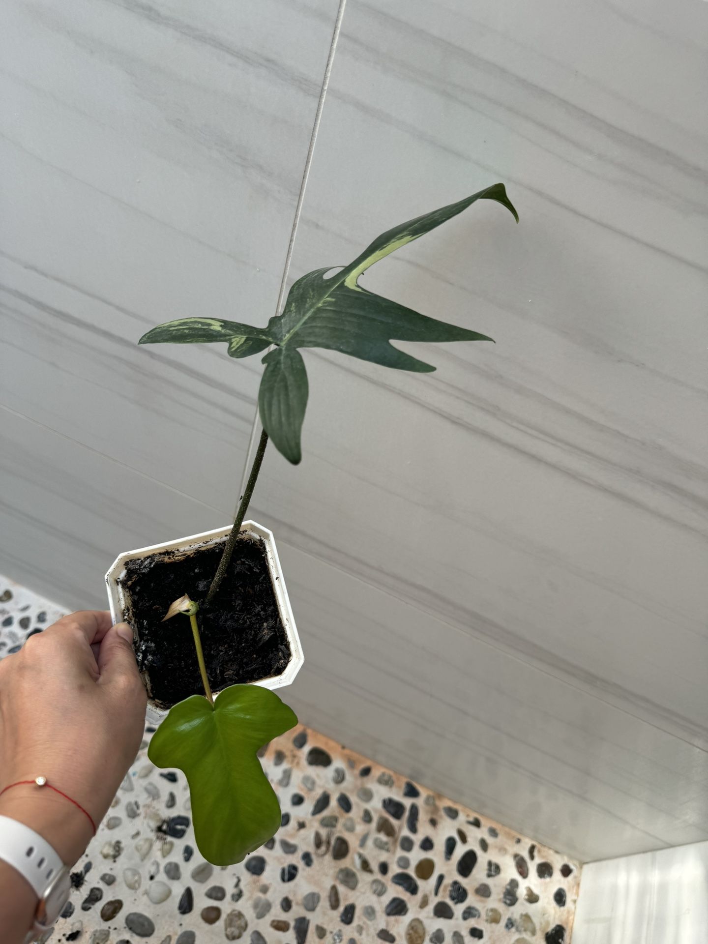 Philodendron Florida Beauty Variegata