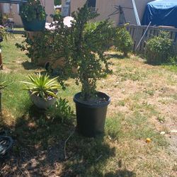 Elephant Tree Bush Succulent Plant