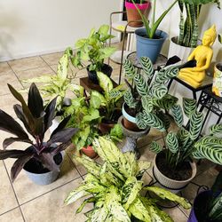Plants For Sale 20 Each 