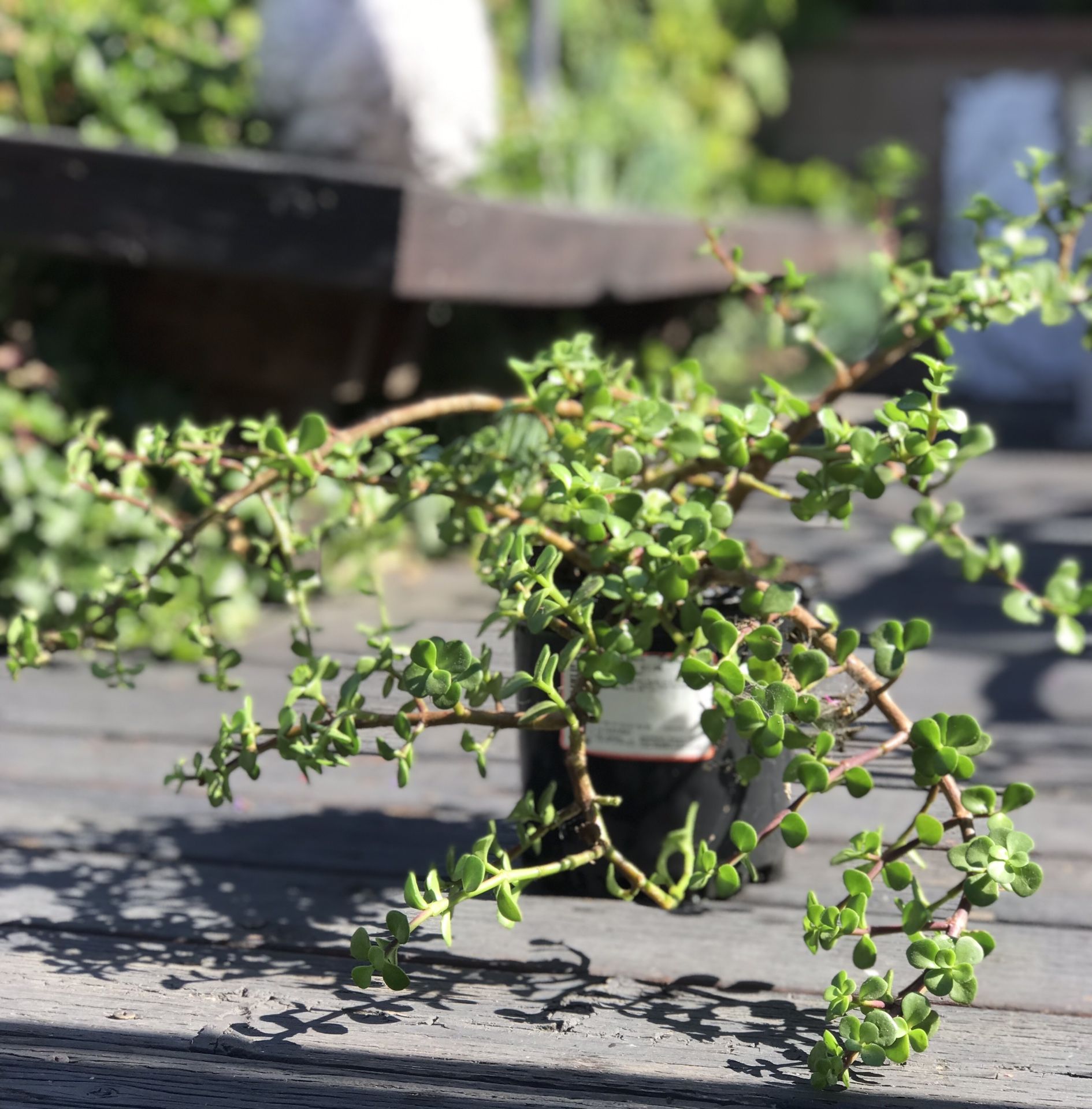 $6 Elephant Ear Jade Plant