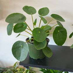 6” Pilea 