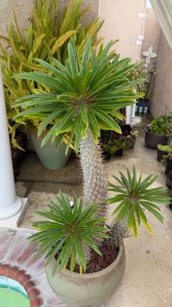 Madagascar palm