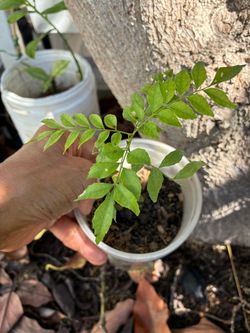 Curry plant (4 to 5 inch )