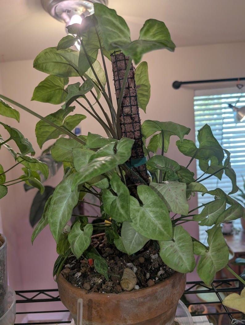 White Butterfly Syngonium 