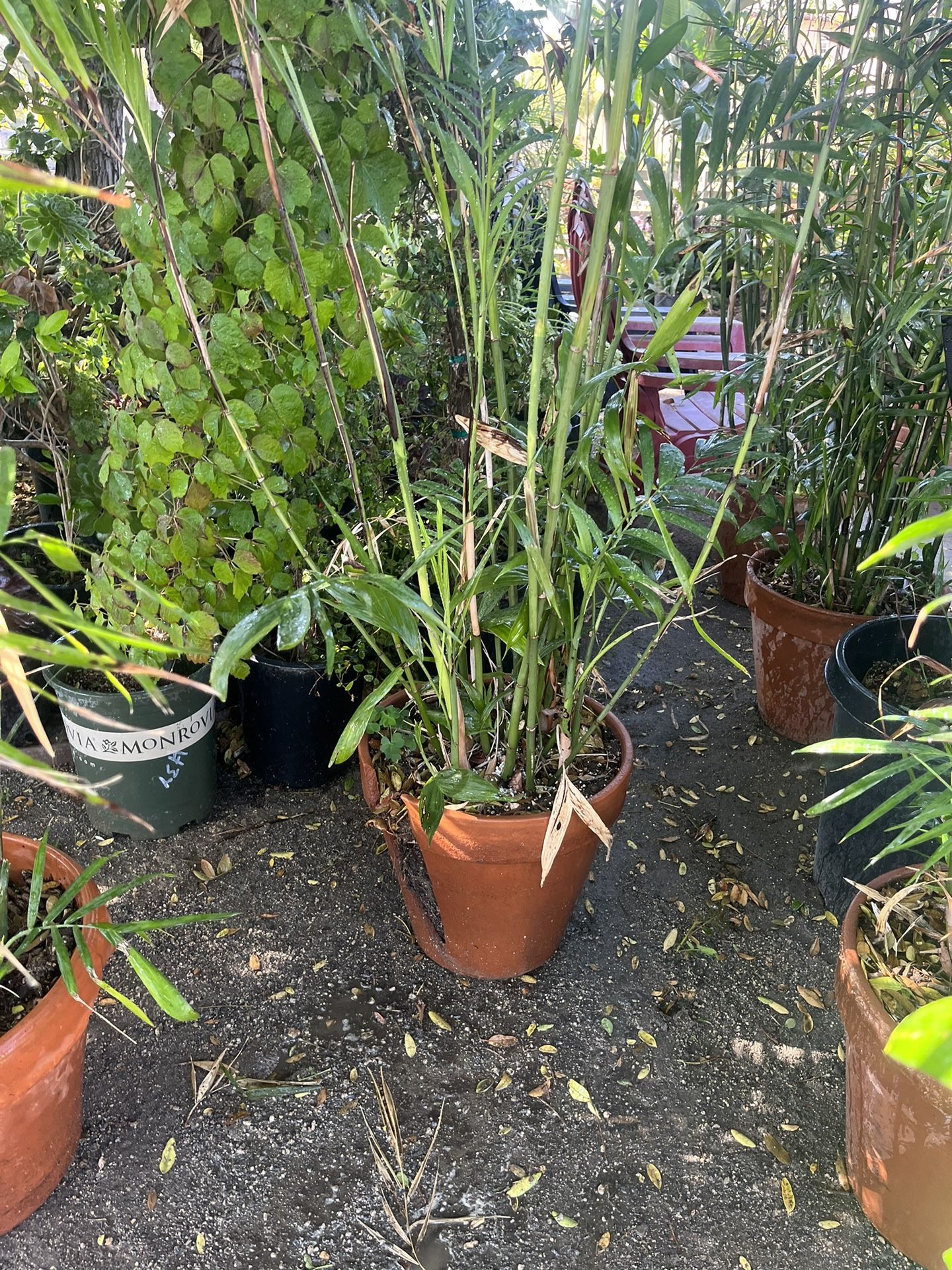 Tall Bamboo Plants