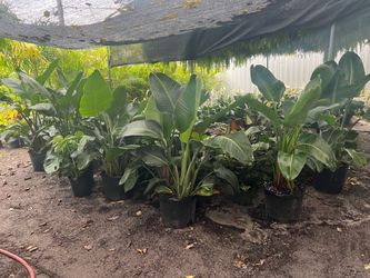 Birds of paradise in 7 gls pot. SPECIAL PRICE 🤩