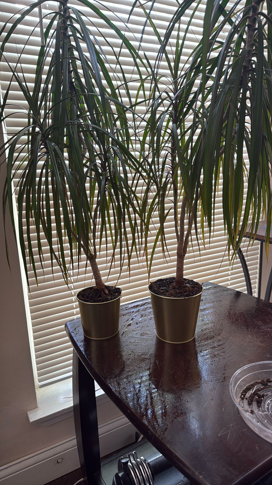 Dracanea Marginata Plants