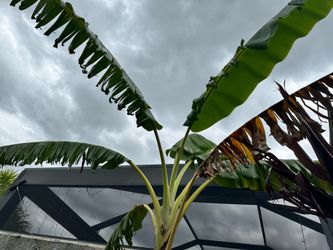 Banana Tree 7’ & 2 pups 2’