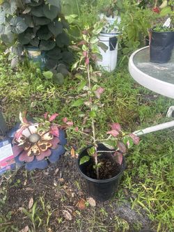 Chinese Hibiscus Plant 