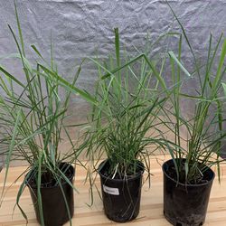 Lemongrass Live Plant - 1 Gallon Pot