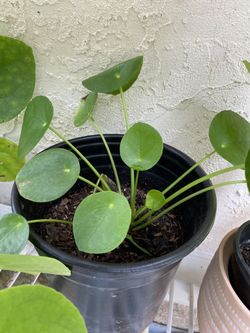 Chinese money plant (or Pilea)