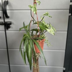 Assortment of plants