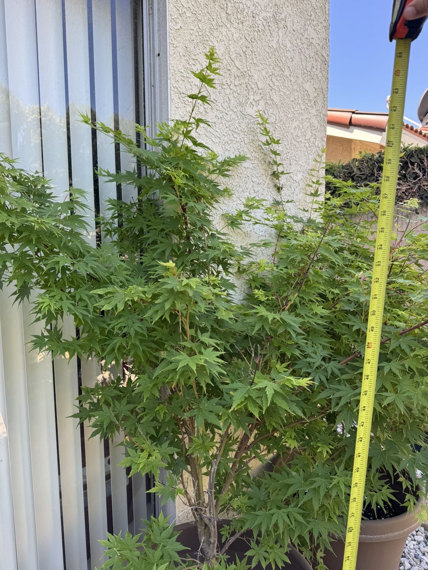 Sango Kaku Japanese maple $120